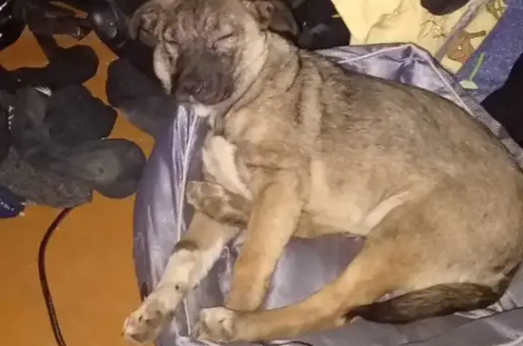 Пропала собака на Московском шоссе, Смоленск