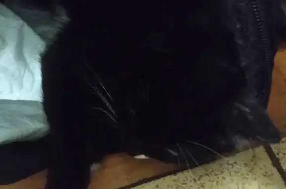 Найдена кошка Котёнок, 6 мес., чёрно-белый окрас, Серпухов