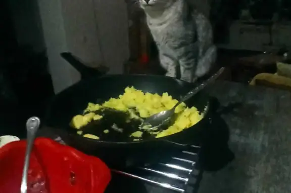 Пропала светло-серая кошка в Криводановке