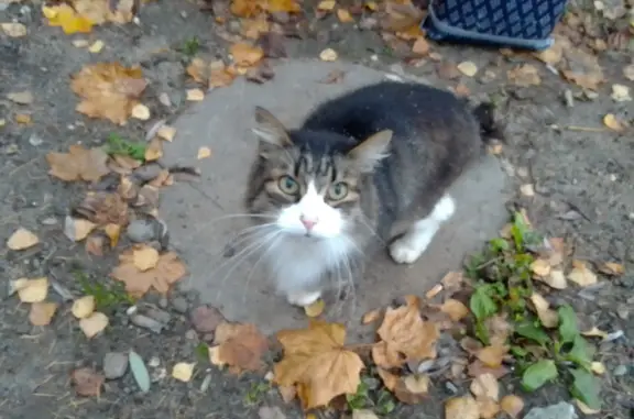 Найдена потерянная кошка на Тутаевском шоссе, 89, Ярославль