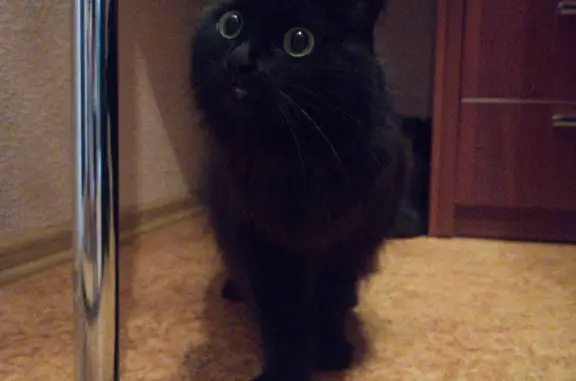 Найдена черная кошка на ул. Солнечная, 18В, Челябинск