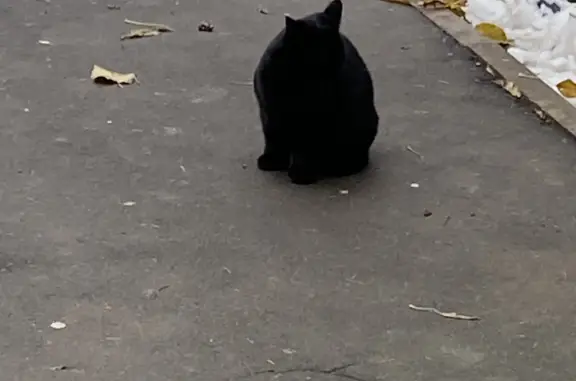 Найдена чёрная кошка, г. Пушкино, ул. Институтская, 19