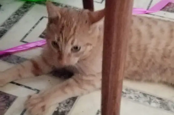 Кошка найдена на пр. Ленина, 54 к2, Челябинск