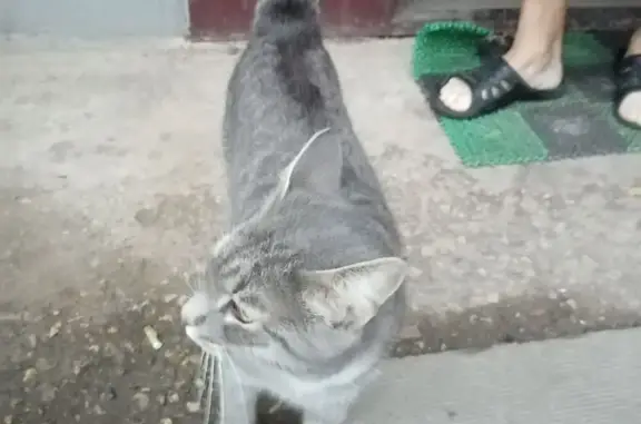 Найден котик в Костроме, ул. Козуева, 66