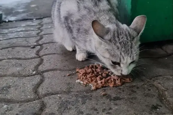 Кошка найдена около магазина Виктория на Россошанской улице, 7к1, Москва