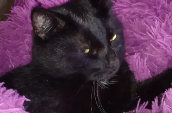 Пропала кошка Черный кот, Нарвская улица, 21