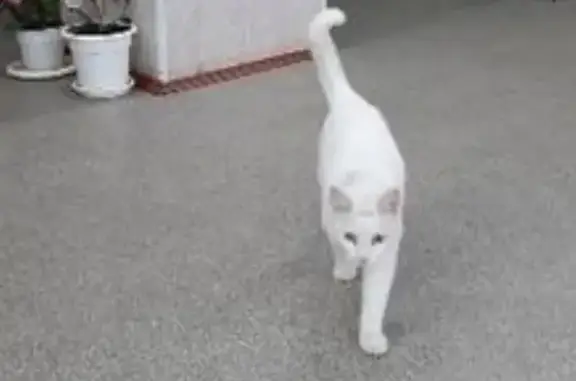 Пропала белая кошка на Центральной улице, 12
