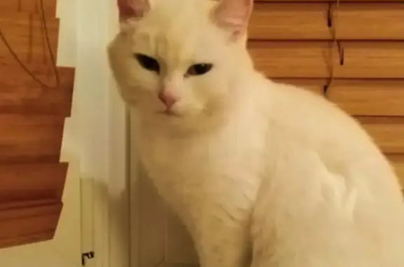 Найден белый котик на ул. Фрунзе, 47, Коломна