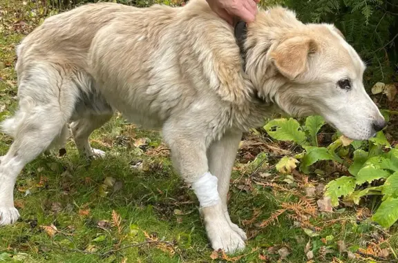 Собака найдена на поле, Москва