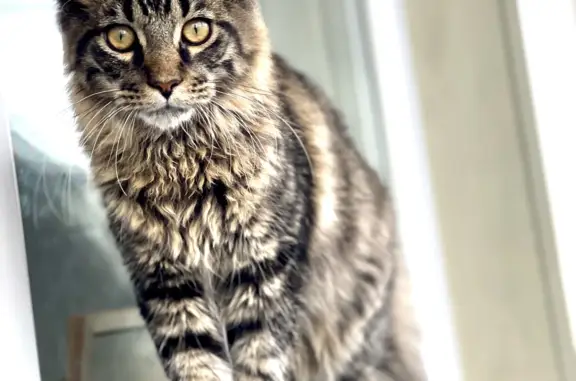 Пропала кошка Котёнок Мейн-Кун на Московской улице