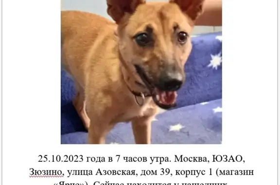 Найдена рыжая собака на Азовской ул., д. 39, Москва