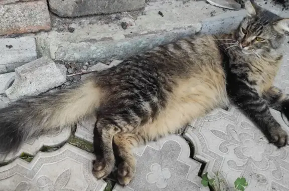 Пропала кошка, адрес: Гоголевский переулок, 51
