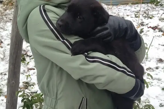 Пропала собака: щенок, чёрного цвета, ул. Зои Космодемьянской