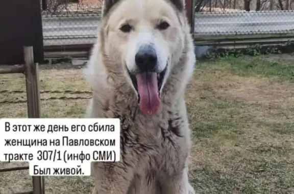 Пропала собака на Павловском тракте, 307 к1, Барнаул