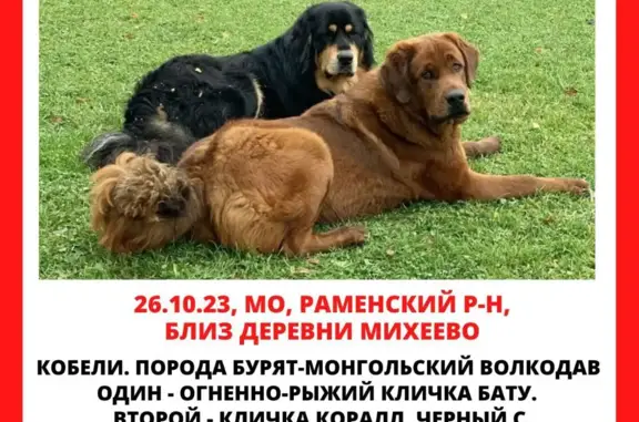 Пропали две собаки в Московской области