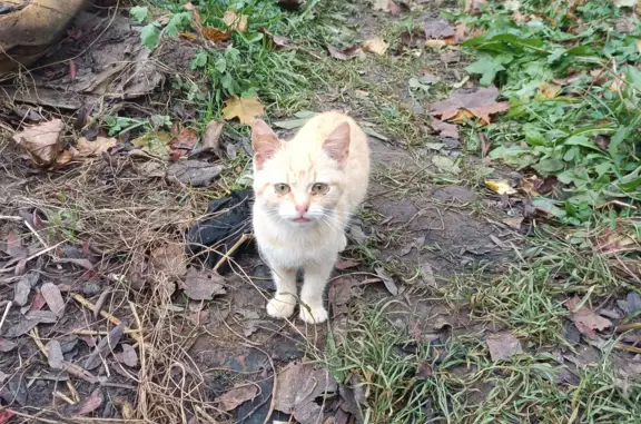 Найдена кошка на Витебском шоссе, 10