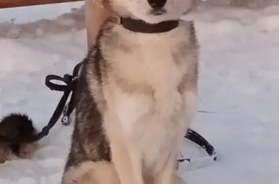 Пропала собака Асаи в поселке Юркино, 30 км от Мурманска в сторону Верхнетуломского