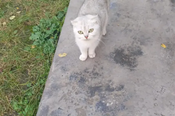Найдена молодая кошка на Каштановой ул., 220