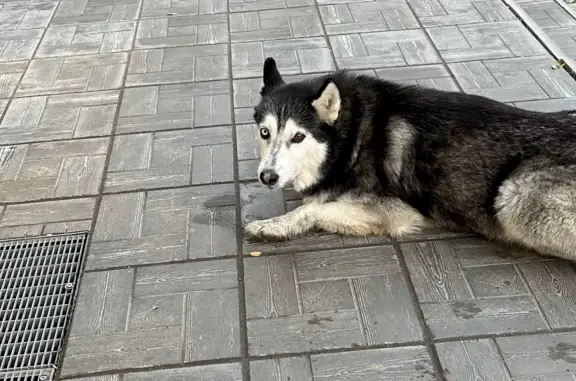 Собака Потеряшка Хаски возле магазина «Пятерочка»