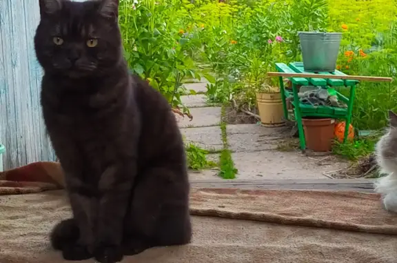 Пропала кошка: Убежал черный кот, Проезд 2, 66А