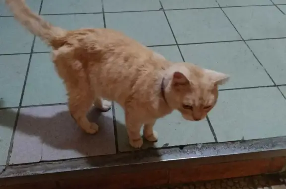 Найдена кошка Рыжий котик, Черноморский бульвар, 4