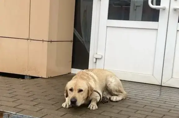 Найдена собака в Наро-Фоминске, ищем передержку