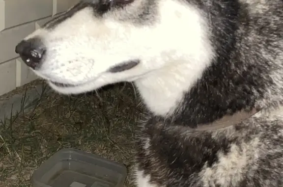 Найдена собака, , фото: Найдена собака Хаски на Качинском шоссе