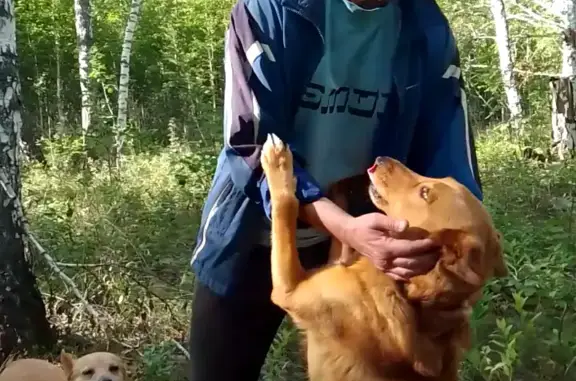 Пропала собака на ул. Молодогвардейцев, Челябинск