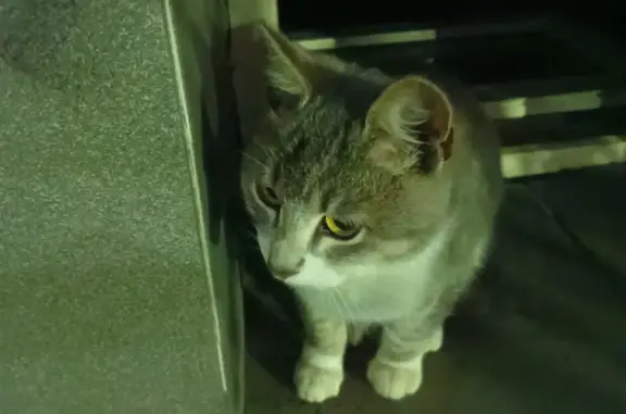 Найдена кошка на ул. Терешковой, Оренбург