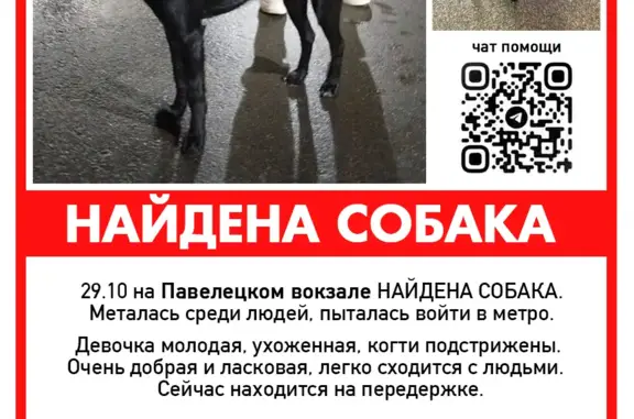 Найдена собака на Павелецком вокзале! Нужны волонтеры и финкураторы. Присоединяйтесь!
