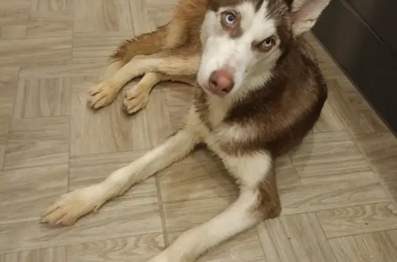 Собака Хаски найдена на Ленинградском проспекте, 83, Нижний Тагил