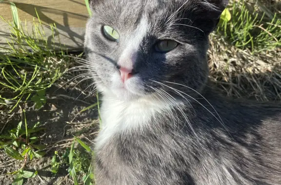 Кошки потеряшки, Нивенское, фото: Потеряшка кошка, Советская ул. 42, Нивенское