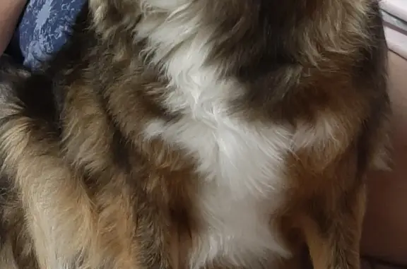 Объявления о пропавших и найденных животных, Супсех, фото: Пропала собака: девочка, 5 лет, чёрно-рыже-белая, Львовская ул.