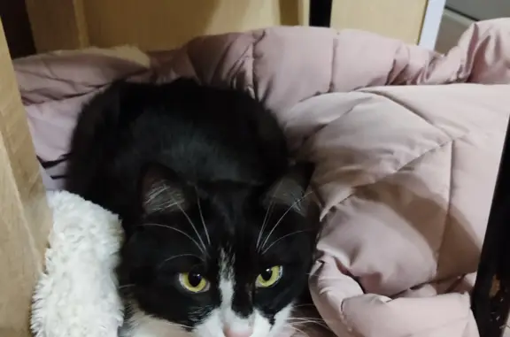 Кошки потеряшки, Рязань, фото: Потеряшка кот с адресником: ул. Ленинского Комсомола, 101, Рязань