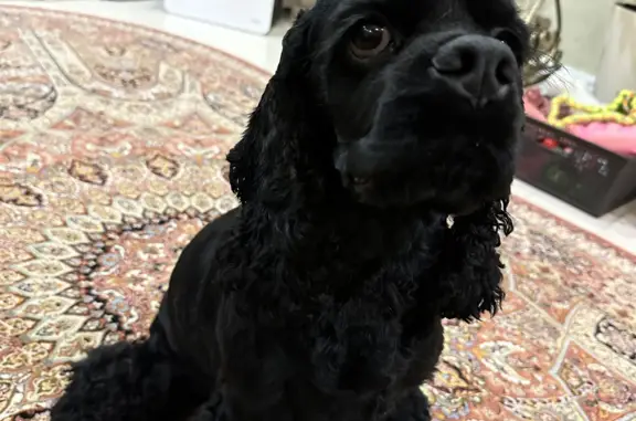 Собака Американский кокер-спаниель, черный окрас, Малахово