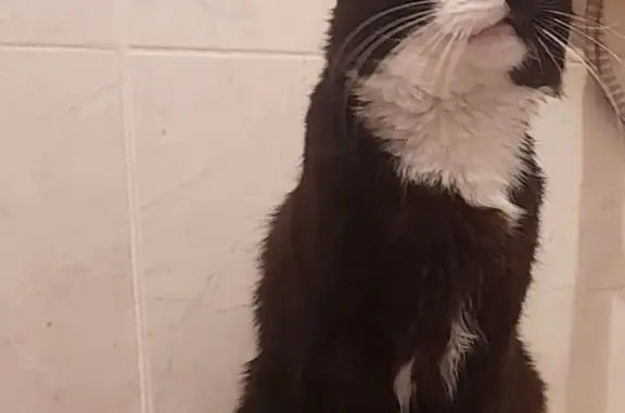 Объявления о пропавших и найденных животных, Краснодар, фото: Пропала кошка в Краснодаре, вознаграждение!