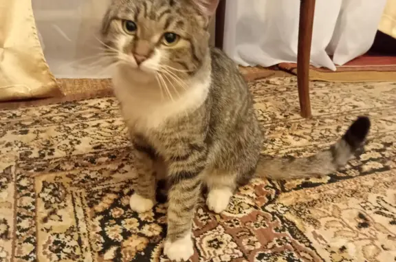 Найдена кошка: ухоженный домашний кот, 25 Тихвин