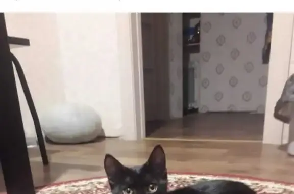 Найден котенок с пятнышками в Томске