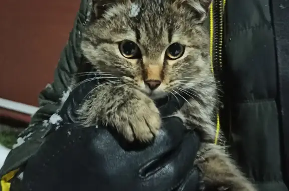 Найдена кошка на Заречной улице, 27
