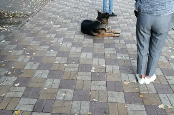 Найдена собака на остановке МБОУ СОШ 34, Артиллерийская ул.