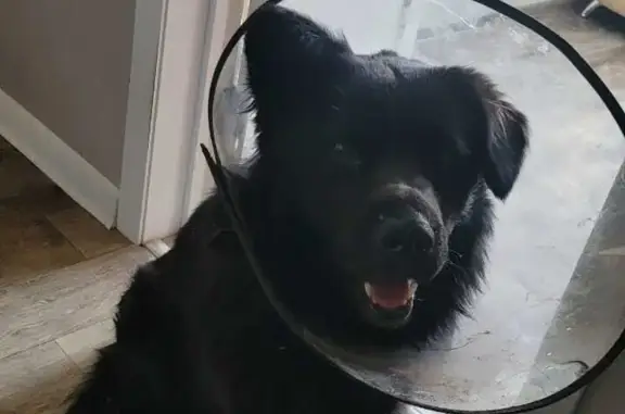 Собака найдена ранена в Иркутске