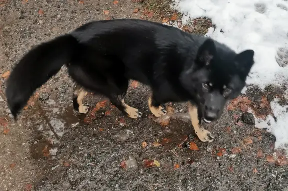 Найдена собака в Приозерном, Нижегородская обл.