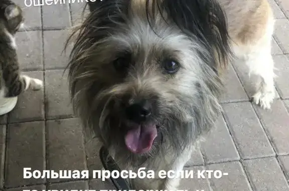 Пропала собака: черно-коричневый ошейник, видели около магазина Нотос, Пятигорск