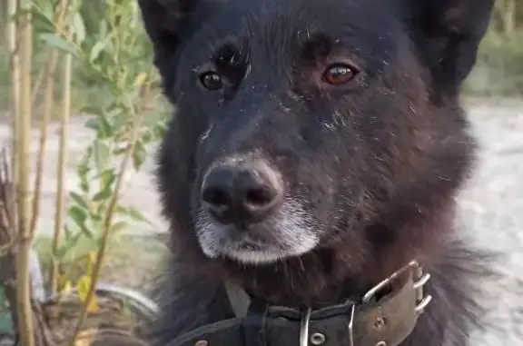 Пропала собака Кобель лайка, Ханты-Мансийский АО