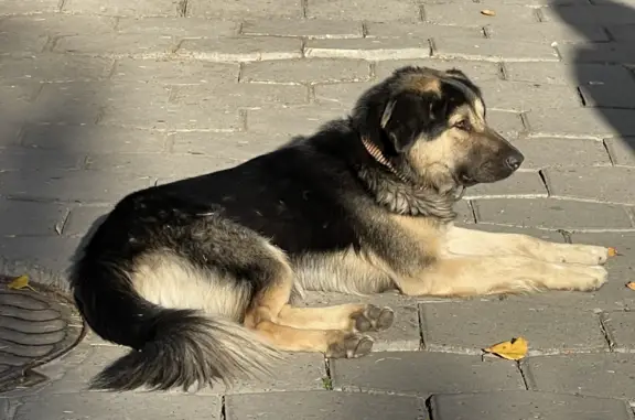 Собака с ошейником на Московской улице
