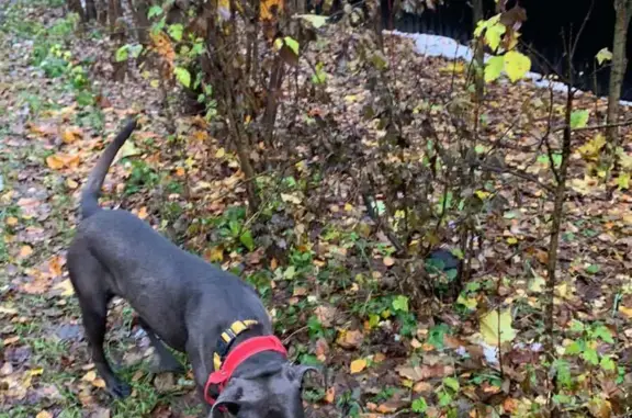 Найдена собака, Московская область, фото: Собака Кане-корсо найдена в Челюскинском