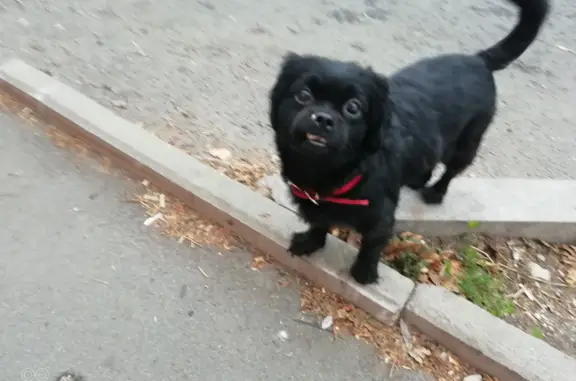 Собака с красным ошейником найдена на Верхнепортовой улице, 76