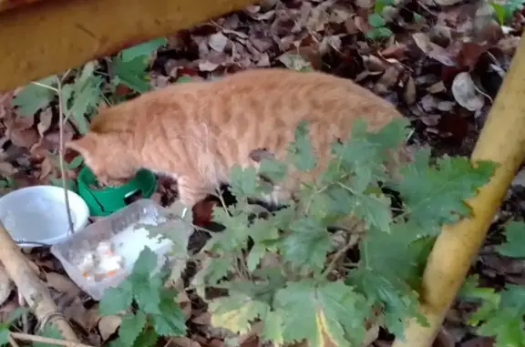 Обнаружен голодный кот Рыжий в СО 