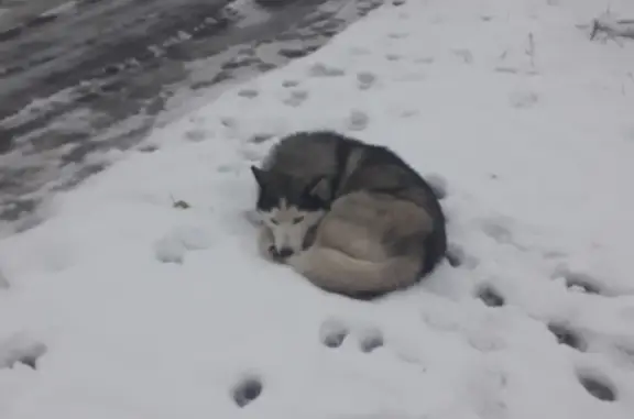 Найдена собака на Революционной улице, 57