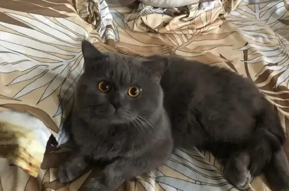 Кошки потеряшки, Санкт-Петербург, фото: Потеряшка кошка Кот, окрас дымчатый, Опочинина 29, СПб